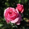 Kletterrose Parfuma ® 'Kiss Me Kate' ®