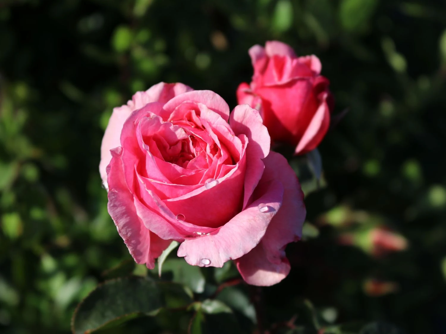 Kletterrose Parfuma ® 'Kiss Me Kate' ® 1 Kletterrose Parfuma ® 'Kiss Me Kate' ®