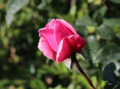 Kletterrose Parfuma ® 'Kiss Me Kate' ® 9 Kletterrose Parfuma ® 'Kiss Me Kate' ® -Deutschland Garten Funk Verkaufs-Shop kletterrose parfuma kiss me kate m099254 w 0