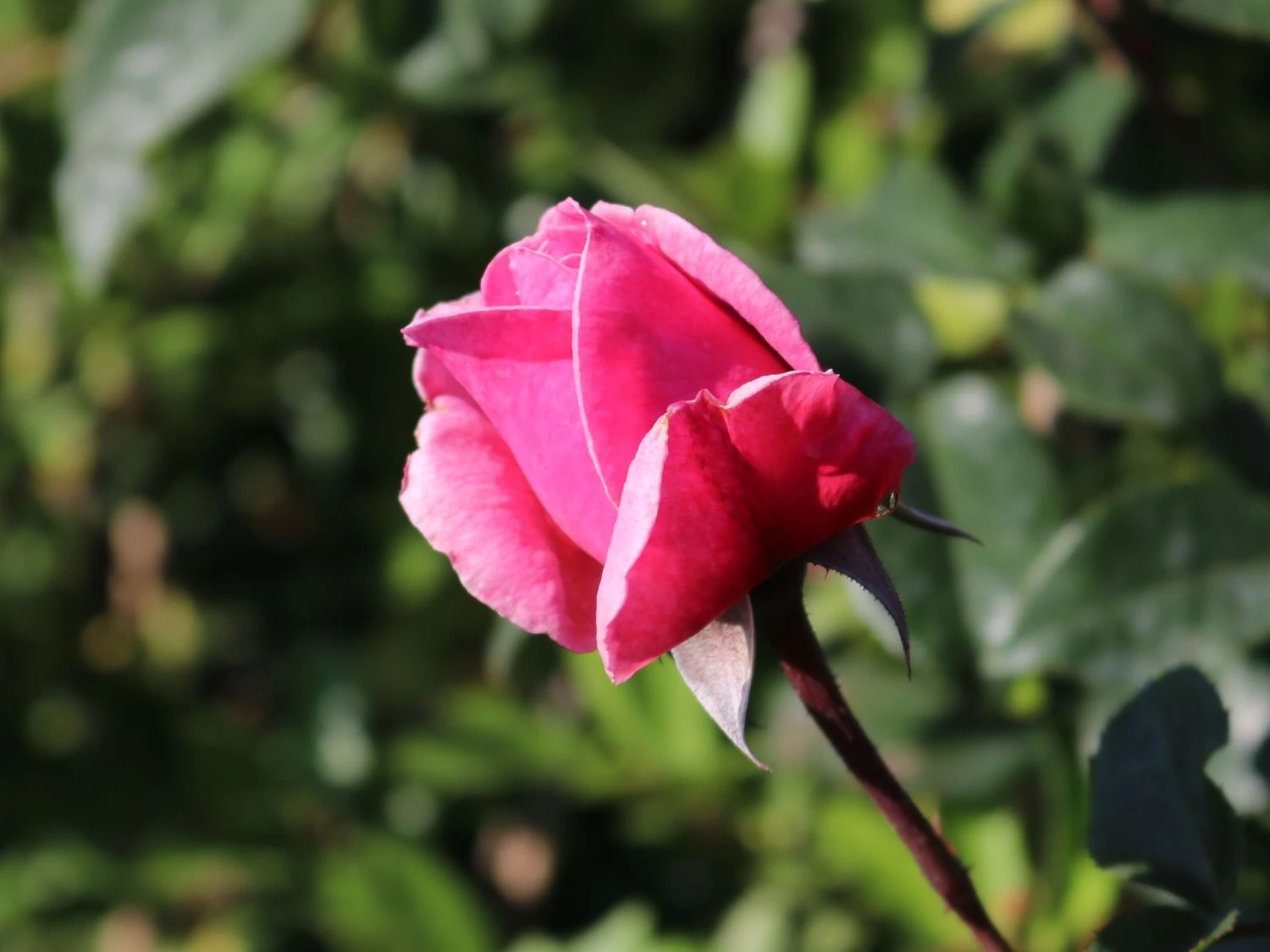 Kletterrose Parfuma ® 'Kiss Me Kate' ® 3 Kletterrose Parfuma ® 'Kiss Me Kate' ® – Bild 3