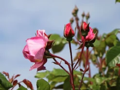 Kletterrose Parfuma ® 'Kiss Me Kate' ® 11 Kletterrose Parfuma ® 'Kiss Me Kate' ® -Deutschland Garten Funk Verkaufs-Shop kletterrose parfuma kiss me kate m099254 w 2