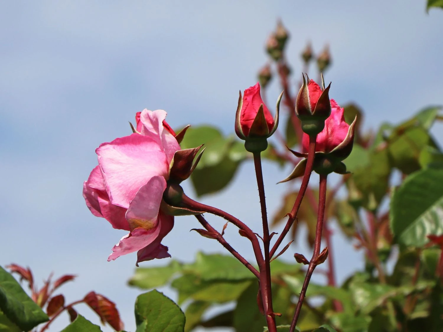 Kletterrose Parfuma ® 'Kiss Me Kate' ® 5 Kletterrose Parfuma ® 'Kiss Me Kate' ® – Bild 5