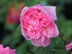 Kletterrose Parfuma ® 'Kiss Me Kate' ® 8 Kletterrose Parfuma ® 'Kiss Me Kate' ® -Deutschland Garten Funk Verkaufs-Shop kletterrose parfuma kiss me kate m099254 w 3