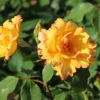Kletterrose 'Parure D'or' ®