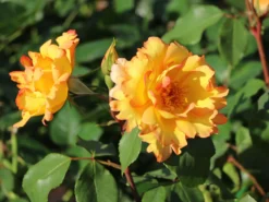 Kletterrose 'Parure D'or' ®