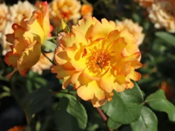 Kletterrose 'Parure D'or' ® -Deutschland Garten Funk Verkaufs-Shop kletterrose parure dor m122080 w 0