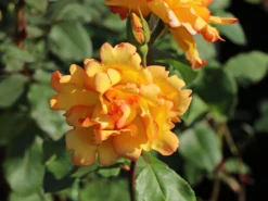 Kletterrose 'Parure D'or' ® -Deutschland Garten Funk Verkaufs-Shop kletterrose parure dor m122080 w 1