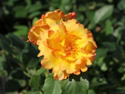 Kletterrose 'Parure D'or' ® -Deutschland Garten Funk Verkaufs-Shop kletterrose parure dor m122080 w 2