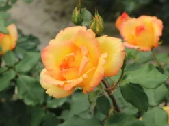 Kletterrose 'Parure D'or' ® -Deutschland Garten Funk Verkaufs-Shop kletterrose parure dor m122080 w 3