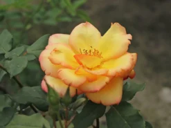 Kletterrose 'Parure D'or' ® -Deutschland Garten Funk Verkaufs-Shop kletterrose parure dor m122080 w 4