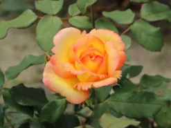 Kletterrose 'Parure D'or' ® -Deutschland Garten Funk Verkaufs-Shop kletterrose parure dor m122080 w 6