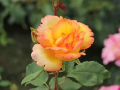 Kletterrose 'Parure D'or' ® -Deutschland Garten Funk Verkaufs-Shop kletterrose parure dor m122080 w 7