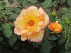 Kletterrose 'Parure D'or' ® -Deutschland Garten Funk Verkaufs-Shop kletterrose parure dor m122080 w 9