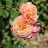 Kletterrose 'Peach Melba' ®