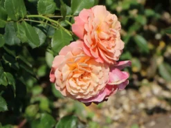 Kletterrose 'Peach Melba' ®