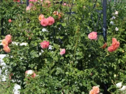 Kletterrose 'Peach Melba' ® -Deutschland Garten Funk Verkaufs-Shop kletterrose peach melba m113589 w 0