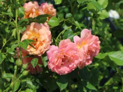 Kletterrose 'Peach Melba' ® -Deutschland Garten Funk Verkaufs-Shop kletterrose peach melba m113589 w 1