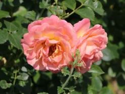 Kletterrose 'Peach Melba' ® -Deutschland Garten Funk Verkaufs-Shop kletterrose peach melba m113589 w 3