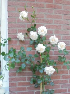 Kletterrose 'Penny Lane' -Deutschland Garten Funk Verkaufs-Shop kletterrose penny lane m003524 430730 0