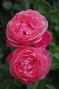 Kletterrose 'Rosanna' ® 23 Kletterrose 'Rosanna' ® -Deutschland Garten Funk Verkaufs-Shop kletterrose rosanna m003528 414582 0