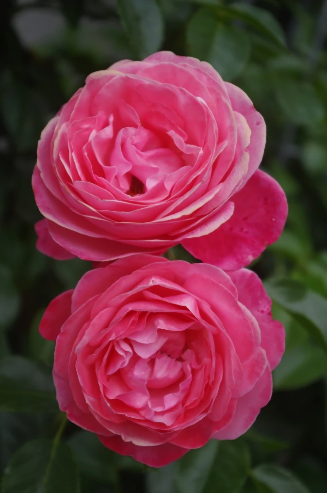 Kletterrose 'Rosanna' ® 12 Kletterrose 'Rosanna' ® – Bild 12