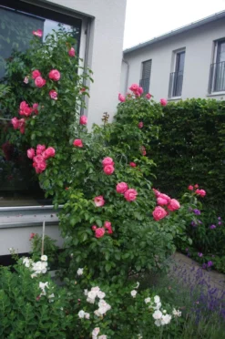 Kletterrose 'Rosanna' ® 22 Kletterrose 'Rosanna' ® -Deutschland Garten Funk Verkaufs-Shop kletterrose rosanna m003528 414582 1