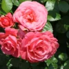Kletterrose 'Rosanna' ®
