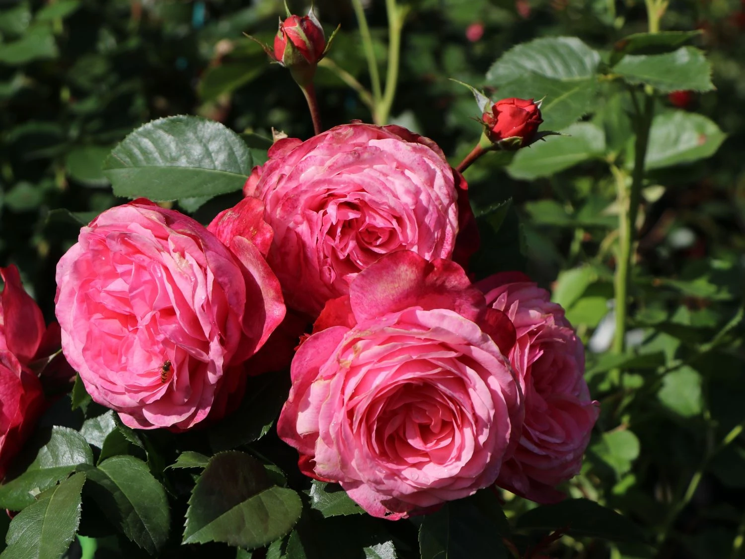 Kletterrose 'Rosanna' ® 2 Kletterrose 'Rosanna' ® – Bild 2