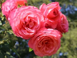 Kletterrose 'Rosanna' ® 20 Kletterrose 'Rosanna' ® -Deutschland Garten Funk Verkaufs-Shop kletterrose rosanna m003528 w 3