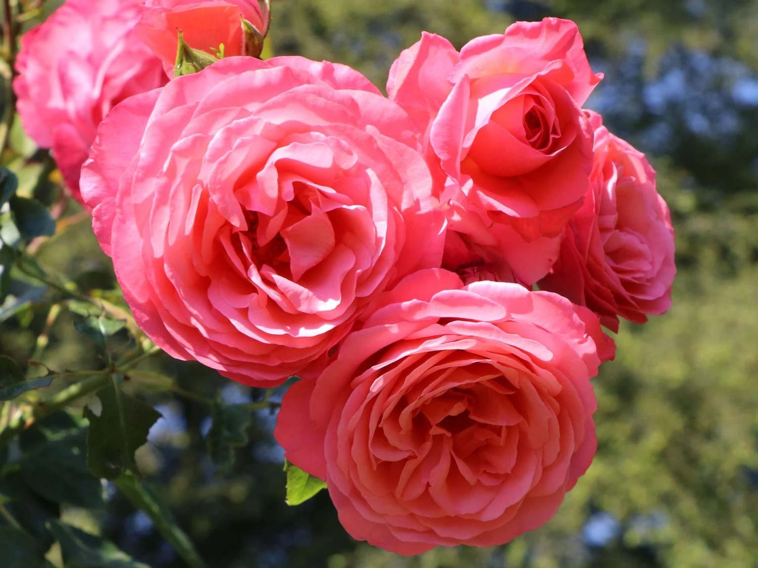 Kletterrose 'Rosanna' ® 9 Kletterrose 'Rosanna' ® – Bild 9