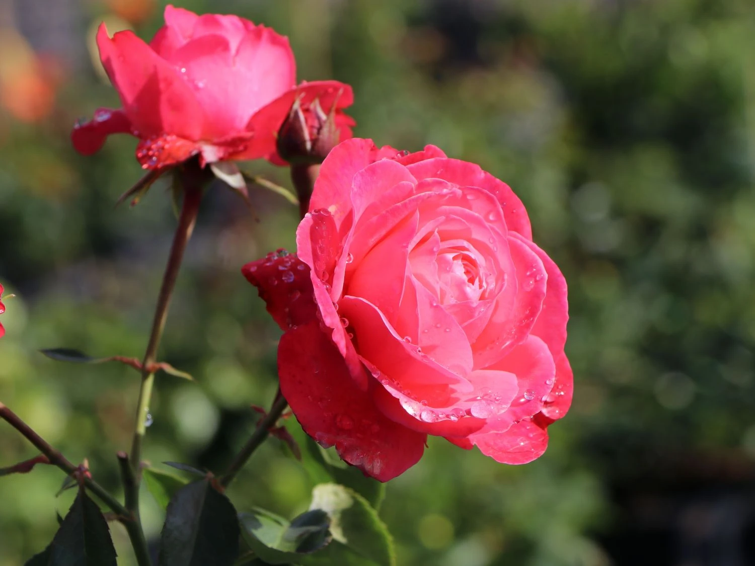 Kletterrose 'Rosanna' ® 7 Kletterrose 'Rosanna' ® – Bild 7