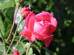 Kletterrose 'Rosanna' ® 17 Kletterrose 'Rosanna' ® -Deutschland Garten Funk Verkaufs-Shop kletterrose rosanna m003528 w 8