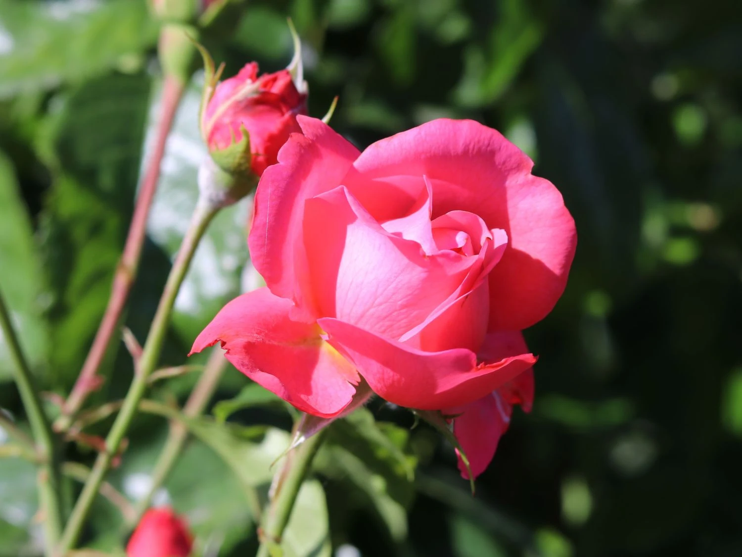 Kletterrose 'Rosanna' ® 6 Kletterrose 'Rosanna' ® – Bild 6