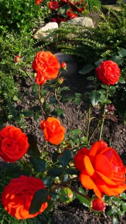 Kletterrose 'Salita' ® -Deutschland Garten Funk Verkaufs-Shop kletterrose salita m002794 562531 0