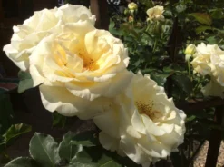 Kletterrose 'Schneewalzer' ® 27 Kletterrose 'Schneewalzer' ® -Deutschland Garten Funk Verkaufs-Shop kletterrose schneewalzer m005504 401538 0