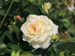 Kletterrose 'Schneewalzer' ® 20 Kletterrose 'Schneewalzer' ® -Deutschland Garten Funk Verkaufs-Shop kletterrose schneewalzer m005504 w 0