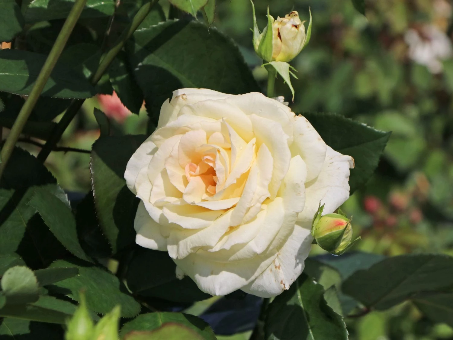 Kletterrose 'Schneewalzer' ® 7 Kletterrose 'Schneewalzer' ® – Bild 7