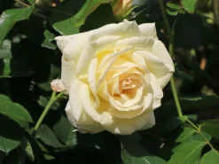 Kletterrose 'Schneewalzer' ® 21 Kletterrose 'Schneewalzer' ® -Deutschland Garten Funk Verkaufs-Shop kletterrose schneewalzer m005504 w 1