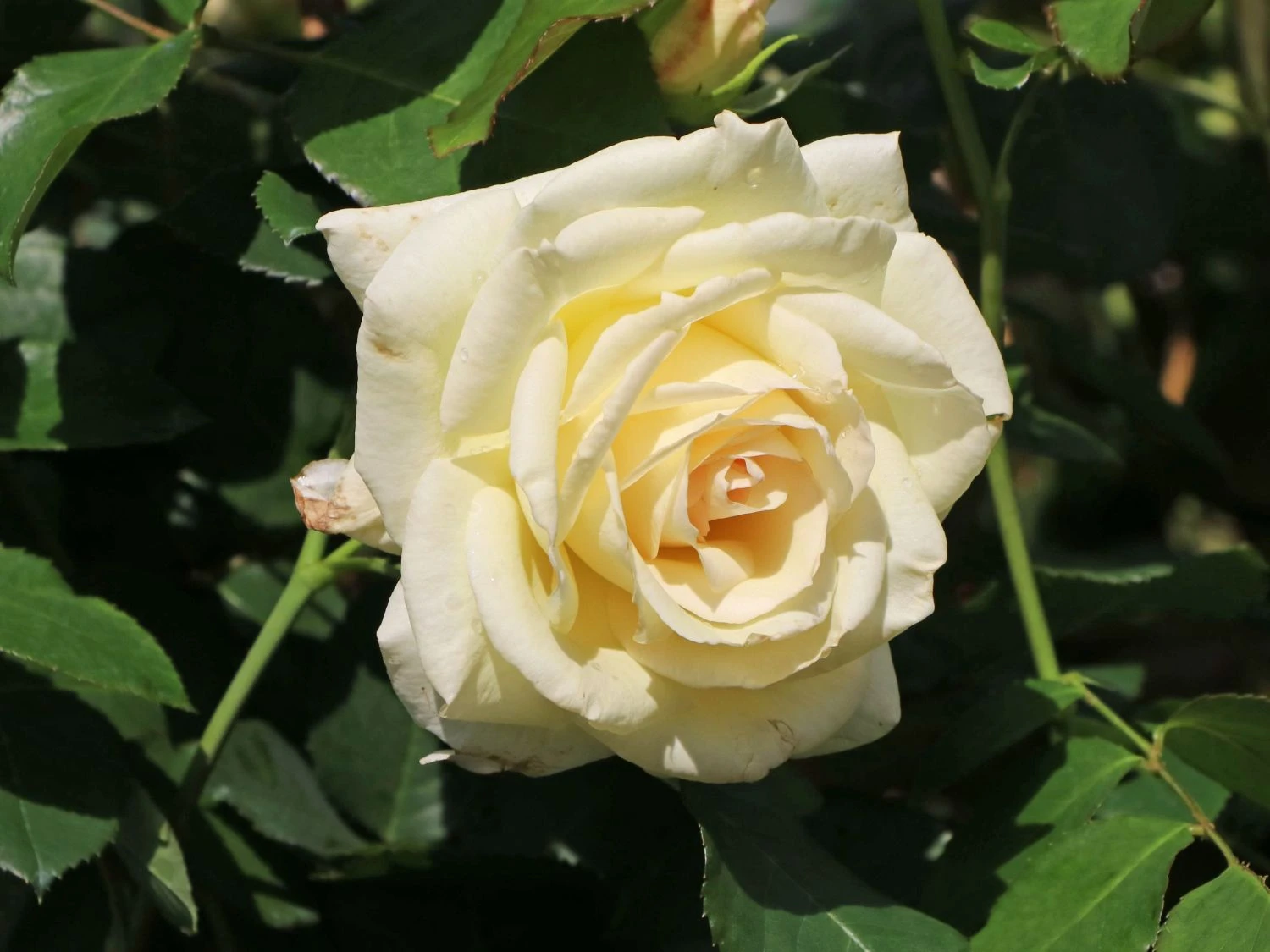 Kletterrose 'Schneewalzer' ® 8 Kletterrose 'Schneewalzer' ® – Bild 8