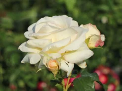 Kletterrose 'Schneewalzer' ® 26 Kletterrose 'Schneewalzer' ® -Deutschland Garten Funk Verkaufs-Shop kletterrose schneewalzer m005504 w 10