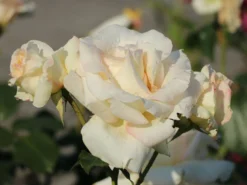 Kletterrose 'Schneewalzer' ® 19 Kletterrose 'Schneewalzer' ® -Deutschland Garten Funk Verkaufs-Shop kletterrose schneewalzer m005504 w 11