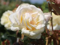 Kletterrose 'Schneewalzer' ® 24 Kletterrose 'Schneewalzer' ® -Deutschland Garten Funk Verkaufs-Shop kletterrose schneewalzer m005504 w 2