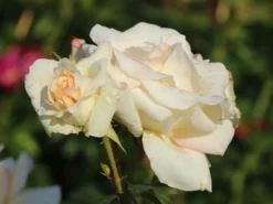 Kletterrose 'Schneewalzer' ® 25 Kletterrose 'Schneewalzer' ® -Deutschland Garten Funk Verkaufs-Shop kletterrose schneewalzer m005504 w 3