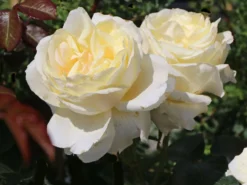 Kletterrose 'Schneewalzer' ® 23 Kletterrose 'Schneewalzer' ® -Deutschland Garten Funk Verkaufs-Shop kletterrose schneewalzer m005504 w 5