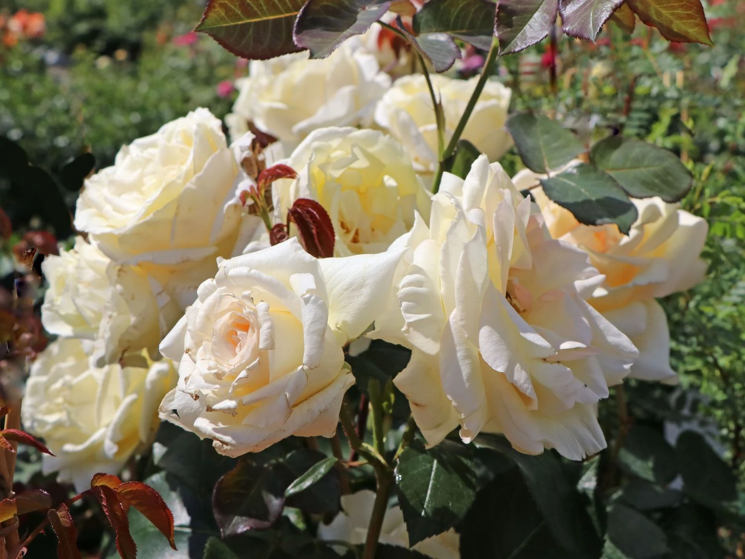 Kletterrose 'Schneewalzer' ® 2 Kletterrose 'Schneewalzer' ® – Bild 2