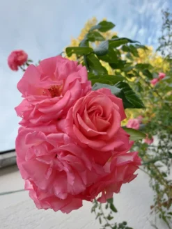 Kletterrose 'Shogun' ® -Deutschland Garten Funk Verkaufs-Shop kletterrose shogun m005502 463618 0