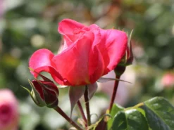 Kletterrose 'Shogun' ® -Deutschland Garten Funk Verkaufs-Shop kletterrose shogun m005502 w 2