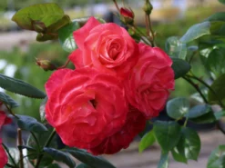 Kletterrose 'Shogun' ® -Deutschland Garten Funk Verkaufs-Shop kletterrose shogun m005502 w 3