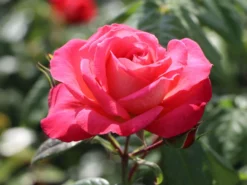 Kletterrose 'Shogun' ® -Deutschland Garten Funk Verkaufs-Shop kletterrose shogun m005502 w 4