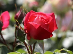 Kletterrose 'Shogun' ® -Deutschland Garten Funk Verkaufs-Shop kletterrose shogun m005502 w 5